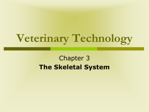 vet tech ch 3 skeletal system