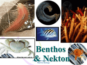 Benthos - hmitwally101