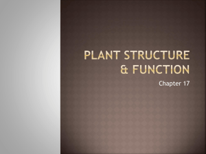 Plant Structure & Function