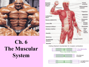 MUSCULAR SYSTEM (muscles, tendons)