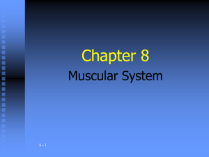 Skeletal Muscle Contraction