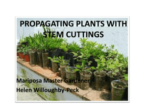 propagating plants using stem cuttings