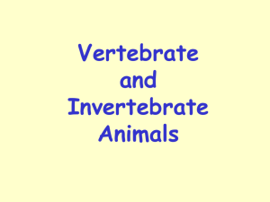 Vertebrate_&_Invertebrate