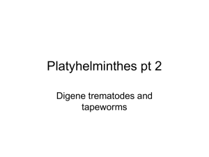 Platyhelminths2