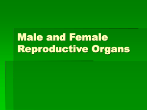 Male and Female Reproductive Organs Male Reproductive System