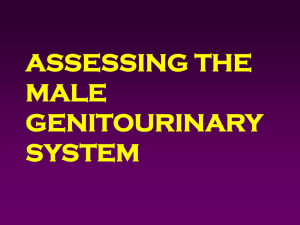 MALE GENITOURINARY ASSESSMENT