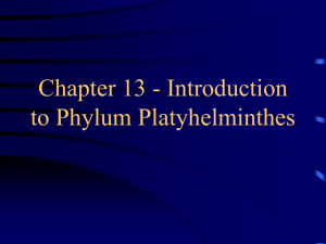 Chapter 13 - Introduction to Phylum Platyhelminthes