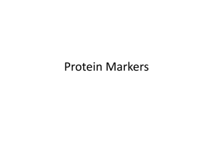 Protein Markers