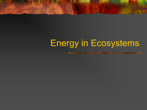 05 Energy in Ecosystems 2