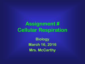 Assignment # Cellular Respiration
