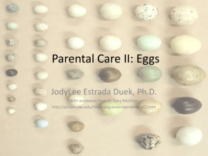 Parental Care II: Eggs