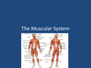 The Muscular System - Effingham County Schools