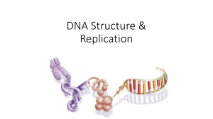 DNA Structure & Replication