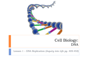 DNA Replication - TangHua2012-2013
