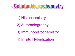 AUTORADIOGRAPHY