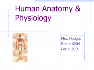 Human Anatomy (BIOL 1010) - Southington Public Schools