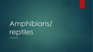 Amphibians/ reptiles