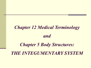 CHAPTER 12: THE INTEGUMENTARY SYSTEM