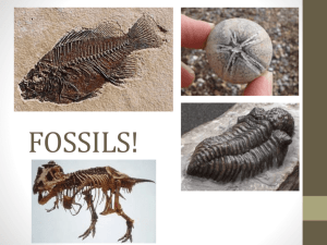 fossils! - Mr. Betzner's Earth Science Class