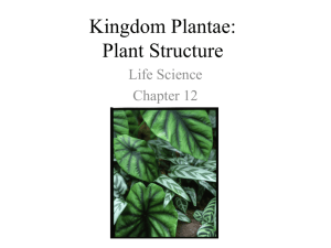 Kingdom Plantae: Plant Structure