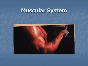 muscle contracts - Belle Vernon Area School District