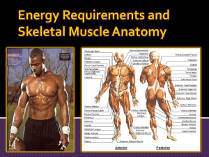 Skeletal Muscle Anatomy