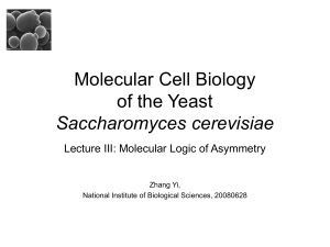 Molecular Cell Biology of the Yeast Saccharomyces