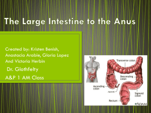 The Large Intestine to the Anus