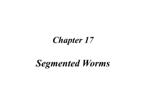 Chapter 17 Annelids