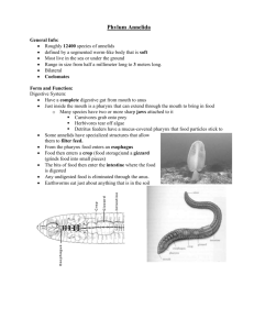 Phylum Annelida - ScienceCo