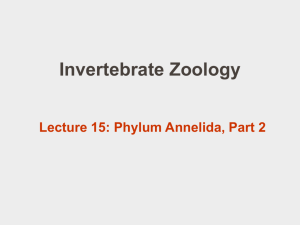 PowerPoint 15: Annelida 2