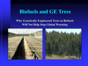 Biofuels and GE Trees Why Genetically Engineered