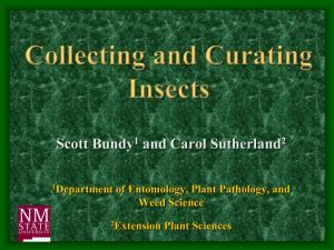 Arthropods - Insect Collection and Curation