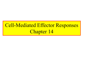 Cell Mediated Effector Responses Chpt. 14