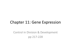 Chapter 11: Gene Expression