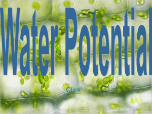 Water Potential