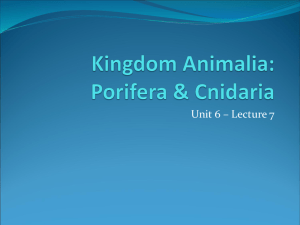 Kingdom Animalia: Porifera & Cnidaria