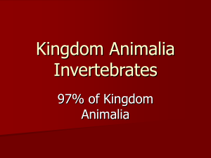 Kingdom Animalia