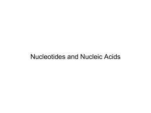 Nucleotides and Nuclic Acids