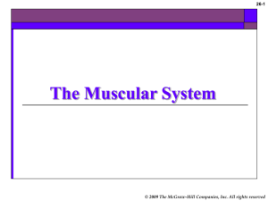 The Muscular System - Winston Knoll Collegiate