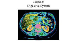 Digestive System notes