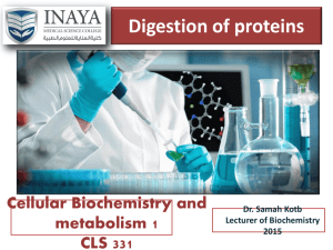 5. digestion and absorbtion of proteins