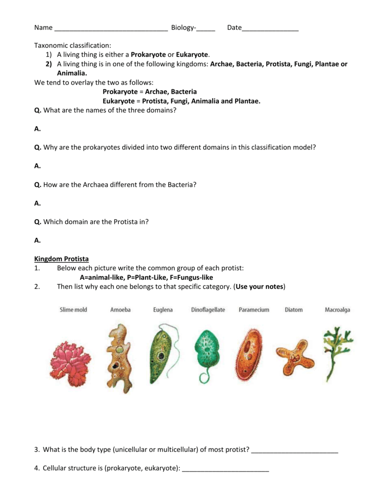 Animals Plants Fungi Bacteria And Protists Six Groups Of Life Sorting Cards For Fungi Animals 