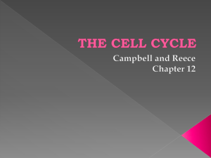 THE CELL CYCLE