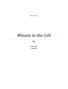 Mitosis in the Cell