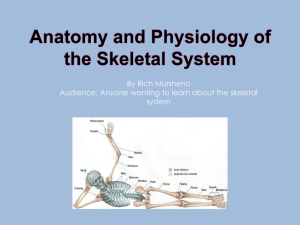 Anatomy and Physiology of the Skeletal System