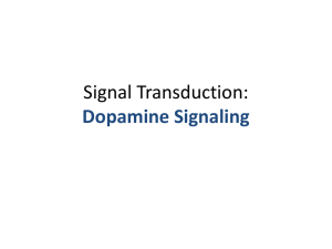 Dopamine Receptor Signaling - Biol512