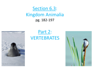 Section 6.3: Kingdom Animalia pg. 182