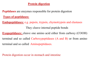 Protein mteabolism