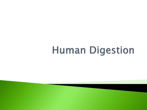 Human Digestion